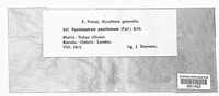 Aculeastrum americanum image